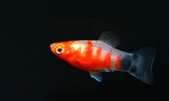 Xipho. Maculatus Bleeding Heart Platy
